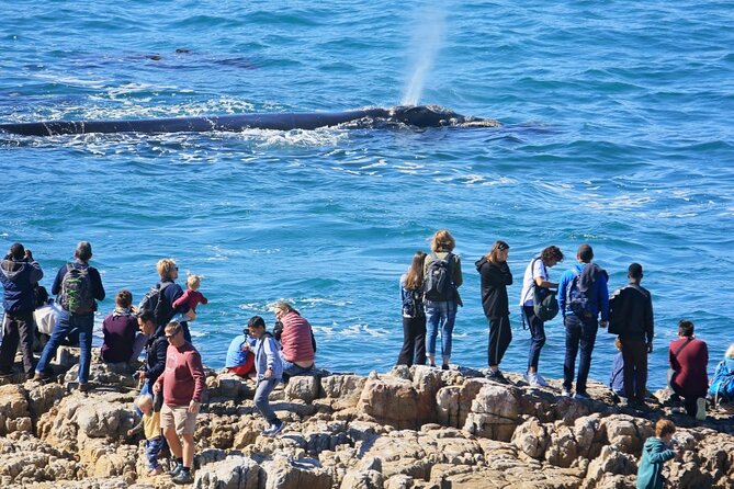 Hermanus Whale Watching and Wine Tasting Private Tour - Sir Lowry’s Pass and the orchards of Elgin Valley