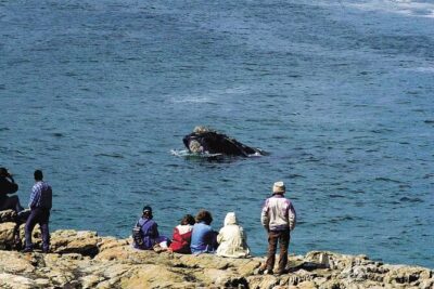 Hermanus Whale Watching and Wine Tasting Private Tour