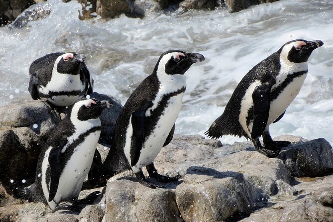 Hermanus Whale Watching and Wine Tasting Private Tour - Creation Wines in the Hemel-en-Aarde mountains