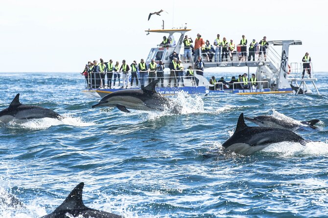 Hermanus Whale Watching and Wine Tasting Private Tour - Stony Point and the African penguin colony