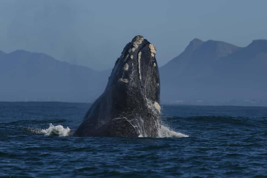 Hermanus: Whale Watching and Wine Testing - Key points to know before you book