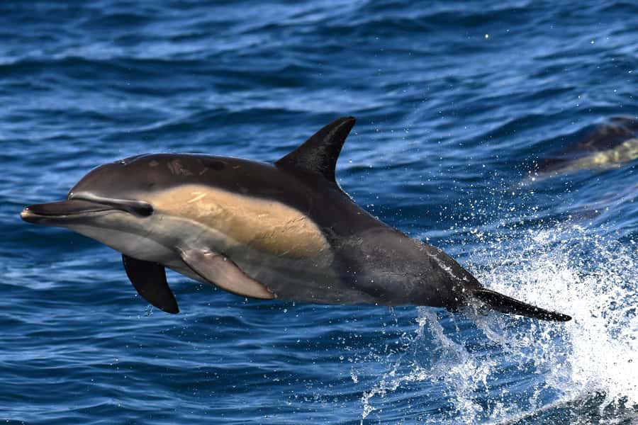 Hermanus: Whale Watching and Wine Testing - Starting the day with private Cape Town pickup