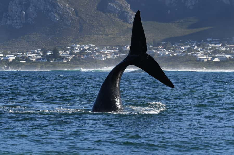 Hermanus: Whale Watching and Wine Testing - A useful pause at Hermanus Waterfront