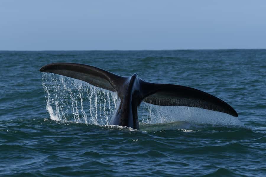Hermanus: Whale Watching and Wine Testing - Who should book this Hermanus and wine day?