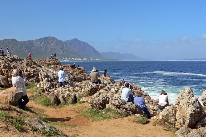 Hermanus Whale Watching Day Trip from Cape Town - Key details before you book