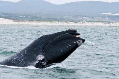 Hermanus Whale Watching Day Trip from Cape Town