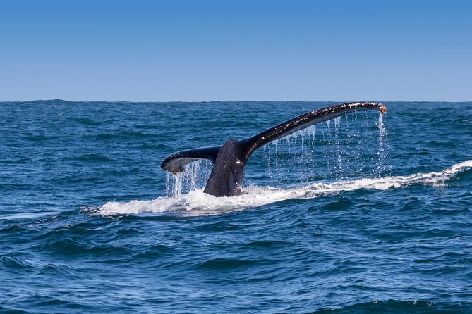 Hermanus Whale Watching & Penguins Shared Tour from Cape Town - Stony Point brings the day back onto land