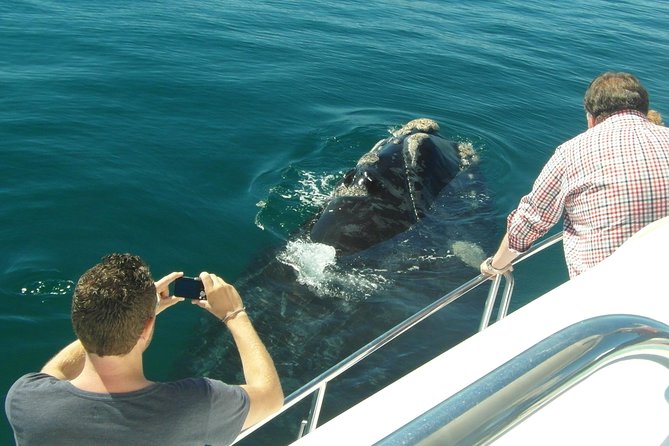 Hermanus Whale Watching & Penguins Shared Tour from Cape Town - The real timing: six hours on paper, flexibility in practice