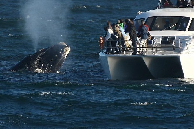 Hermanus Whale Watching Shared Boat Trip and Private Wine Tour from Cape Town - Southern Right Charters at Hermanus New Harbour