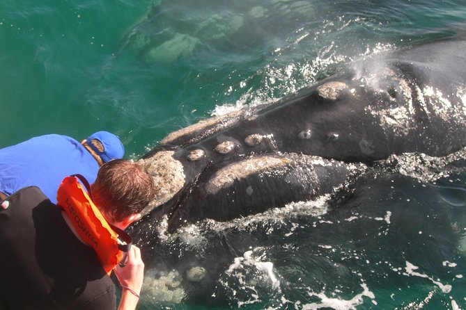 Hermanus Whale Watching Shared Boat Trip and Private Wine Tour from Cape Town - Wine tasting at Benguela Cove and other estates