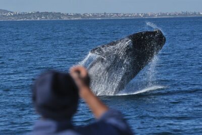 Hermanus Whale Watching Shared Boat Trip and Private Wine Tour from Cape Town