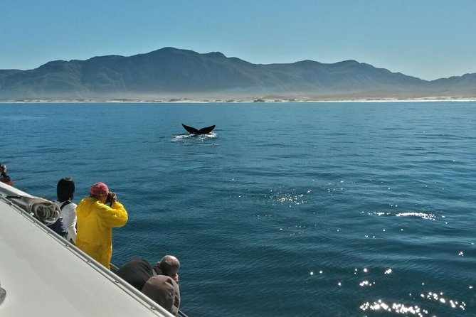 Hermanus Whale Watching Shared Boat Trip and Private Wine Tour from Cape Town - Guide quality and private service