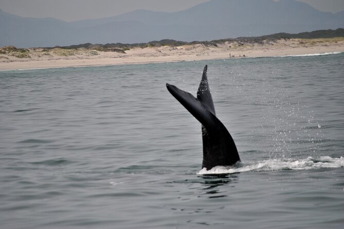 Hermanus Whales and Wine Full Day Private Tour - From Cape Town to the apple farms