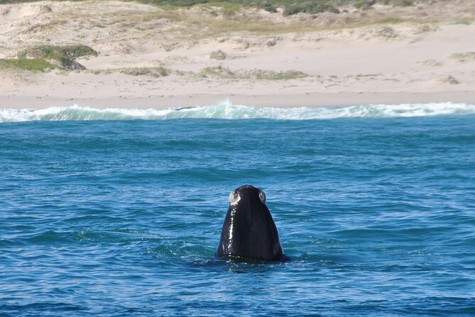 Hermanus Whales and Wine Full Day Private Tour - Benguela Cove and the Walker Bay wine country