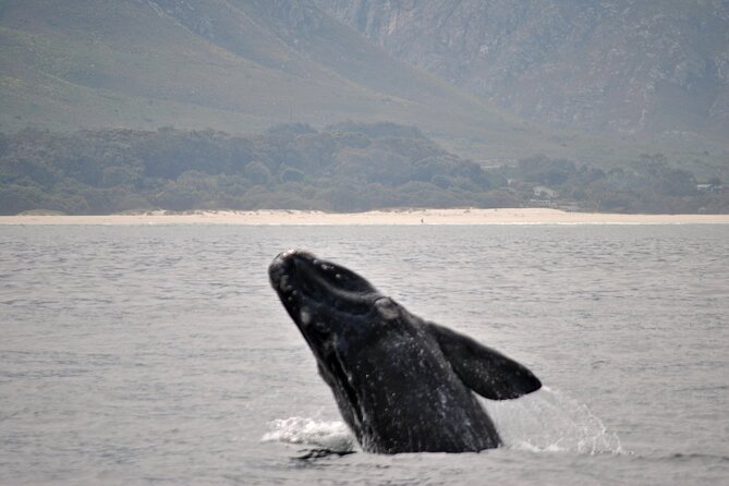 Hermanus Whales and Wine Full Day Private Tour - Timing, booking, and practical planning