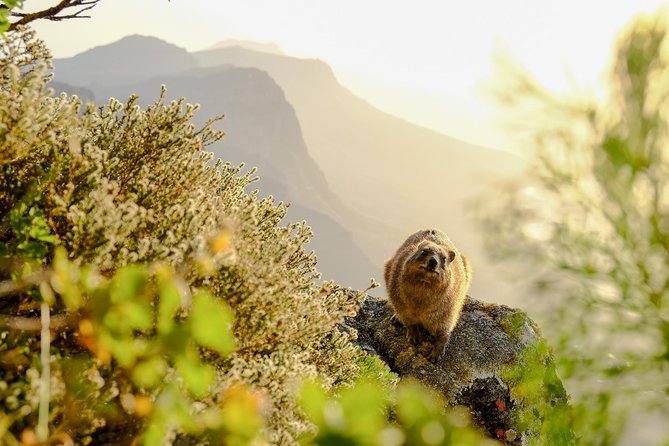 Hike Table Mountain via the India Venster trail - Learning about the Cape floral kingdom