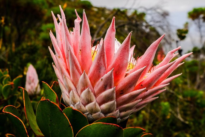 Hike Table Mountain via the India Venster trail - The summit plateau and the ride down