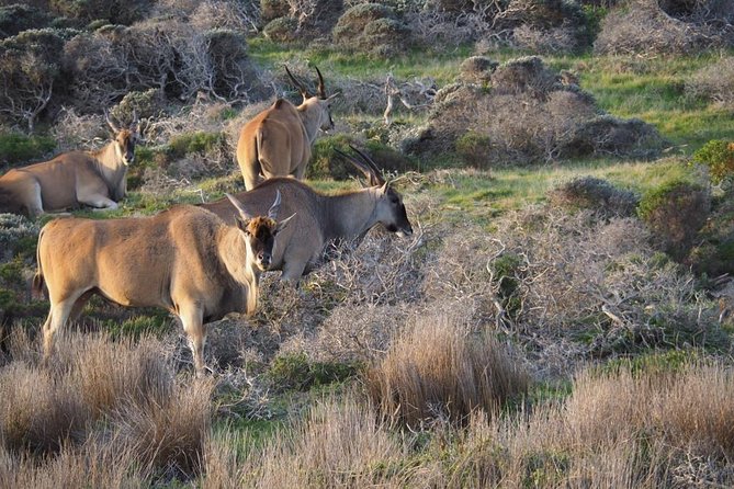 Hiking Cape of Good hope, Cape Point & Penguins Private Full Day - Why this private Cape Peninsula day works