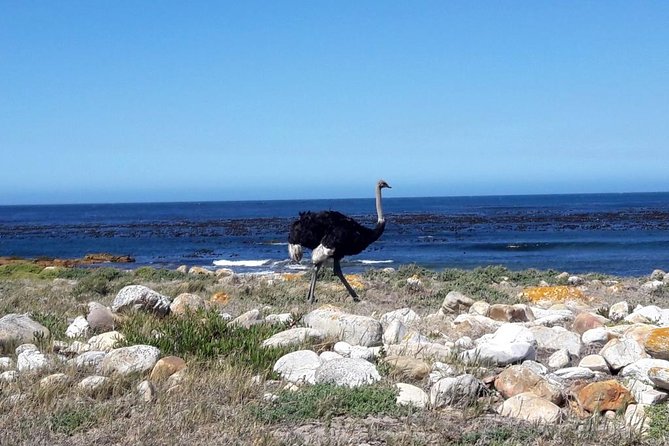 Hiking Cape of Good Hope & Cape Point Private Full Day Tour - The ostrich farm is a brief but unusual pause