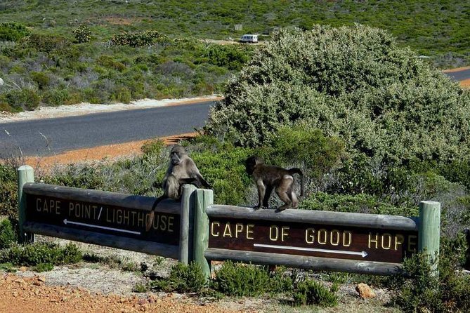 Hiking Cape of Good Hope & Cape Point Private Full Day Tour - The Cape of Good Hope photo stop
