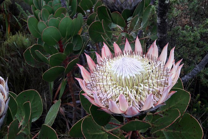 Hiking Table Mountain via Kasteels Poort Morning Hike - Kasteels Poort brings the real climb