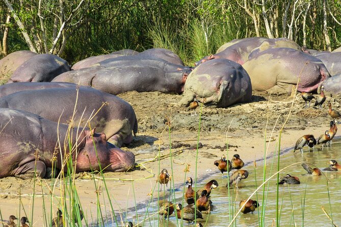 Hippo and Croc Boat Cruise in Saint Lucia with collection - Why the Saint Lucia Estuary is the right setting