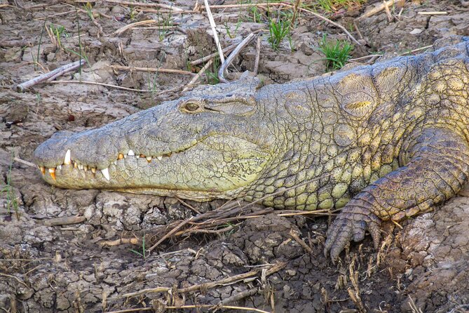 Hippo and Croc Boat Cruise in Saint Lucia with collection - The two-hour cruise, from pickup to return