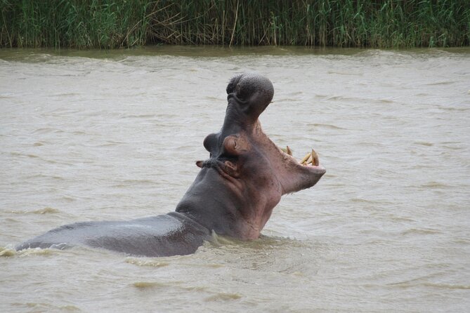Hippo and Croc Boat Cruise in Saint Lucia with collection - The guides make the difference
