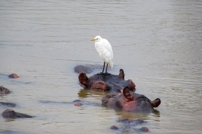 Hippo and Croc Boat Cruise in Saint Lucia with collection - Morning or afternoon: choosing the better departure