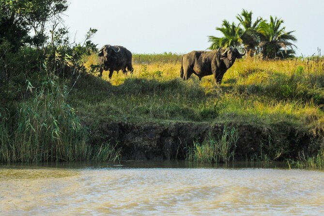Hippo and Croc Boat Cruise in Saint Lucia with collection - What the $25.88 price really delivers