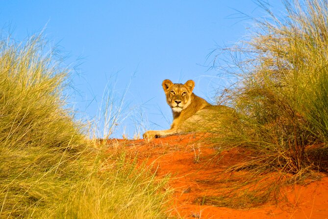 Hluhluwe and Imfolozi Safari Day Tour from Richards Bay - What the Three-Hour Game Drive Is Like