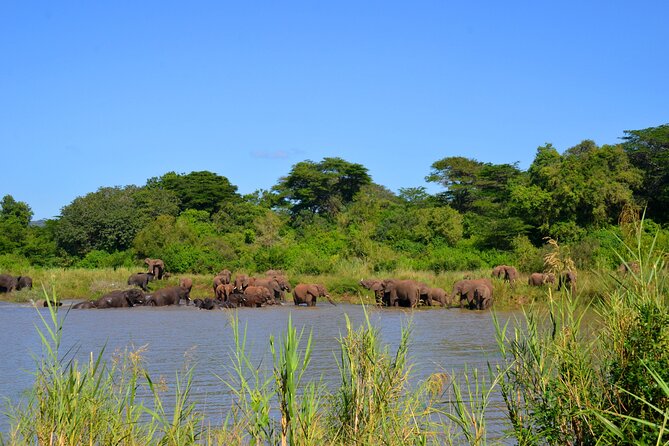 Hluhluwe and Imfolozi Safari Day Tour from Richards Bay - The Big Five and the Park’s Smaller Moments