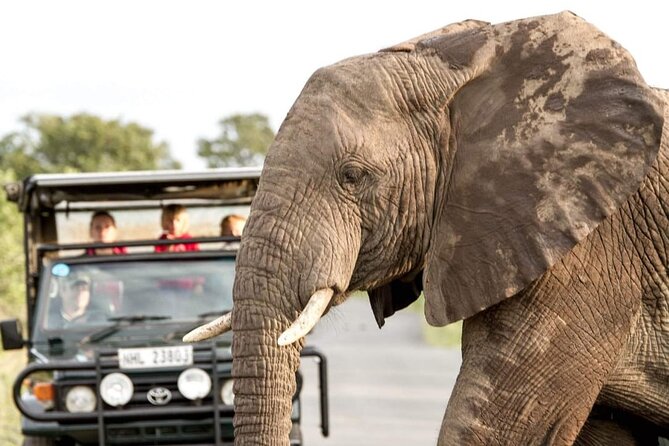 Hluhluwe Big Five Safari Richards Bay Shore Excursion - Key points to know before you book