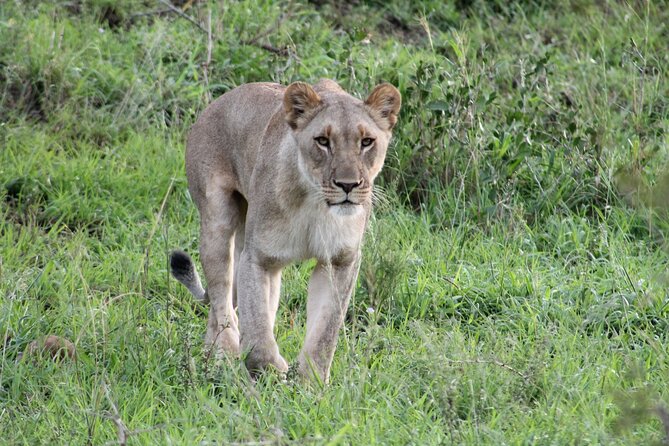 Hluhluwe Game Drive - Half day - Key Points Before You Book