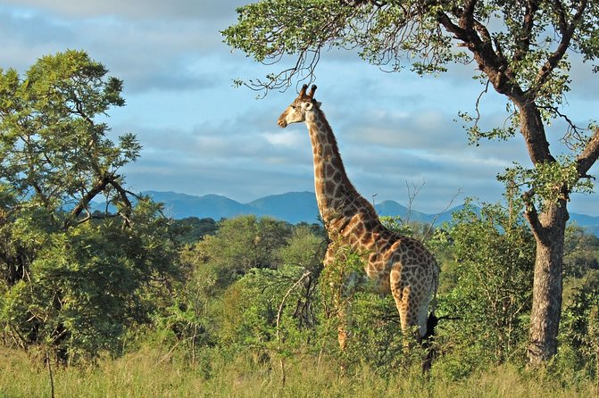 Hluhluwe Game Reserve Safari from Durban - Key points before you book