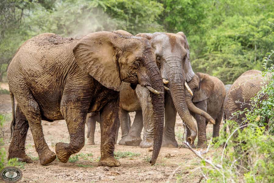 Hluhluwe-Imfolozi: Big 5 Full or Half-Day Safari - Why Hluhluwe-Imfolozi is worth your time