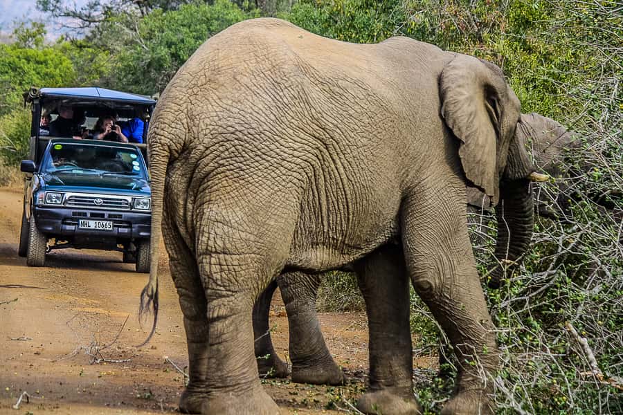 Hluhluwe-Imfolozi: Big 5 Full or Half-Day Safari - Breakfast in the bush, then a proper braai