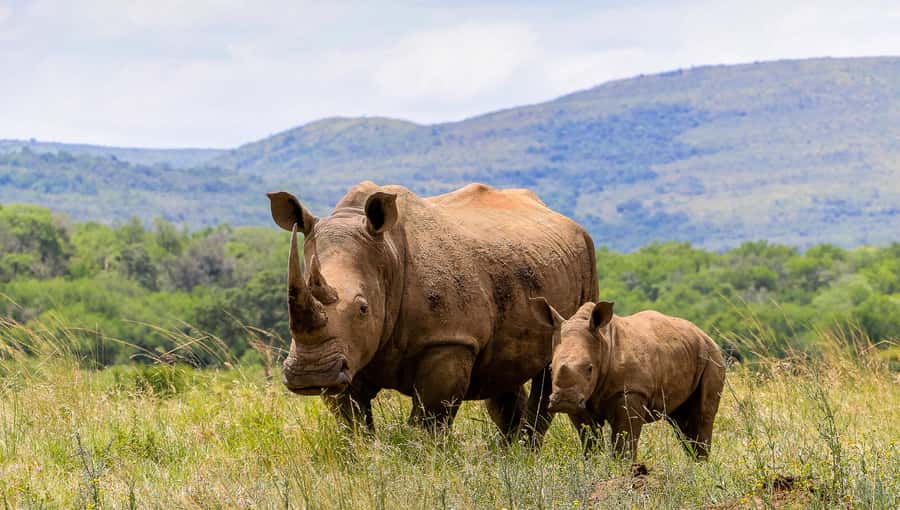 Hluhluwe-Imfolozi: Big 5 Full or Half-Day Safari - Scenery, comfort, and the small-group setup