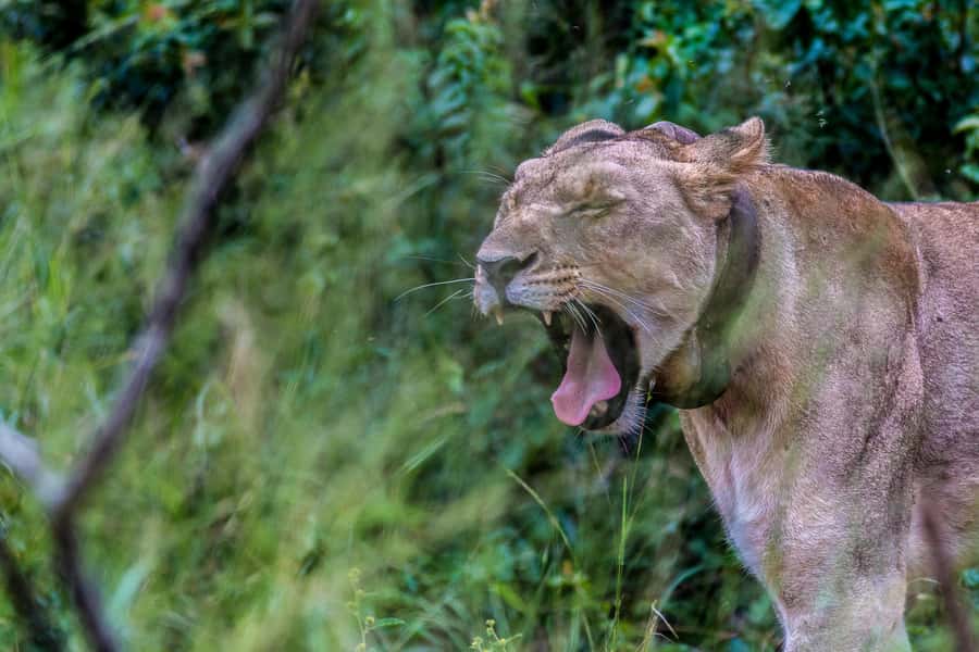 Hluhluwe-Imfolozi: Big 5 Full or Half-Day Safari - Is $87 good value?