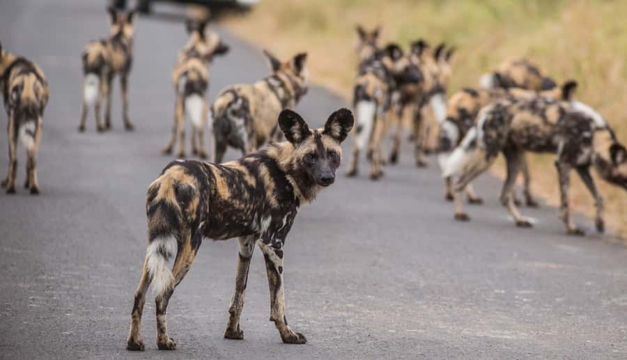 Hluhluwe-Imfolozi: Big 5 Full or Half-Day Safari - The guides are a major part of the experience