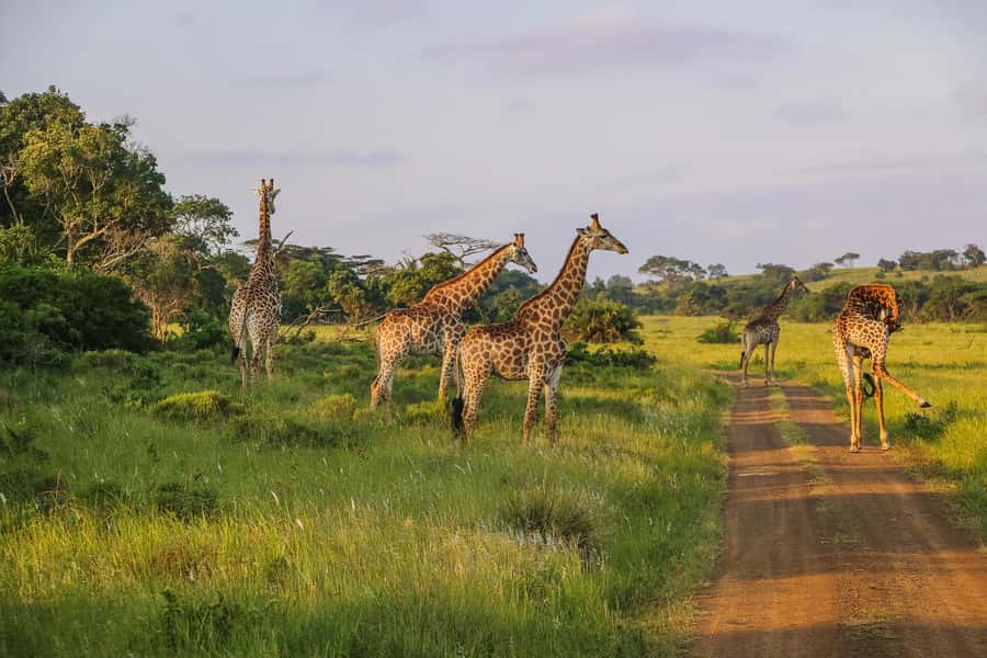 Hluhluwe-Imfolozi: Big 5 Full or Half-Day Safari - Useful booking advice for different types of visitors