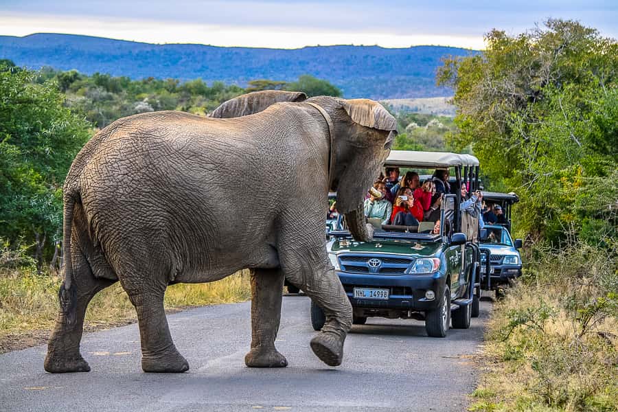 Hluhluwe-Imfolozi: Big 5 Full or Half-Day Safari - The 5:00 AM pickup from St. Lucia