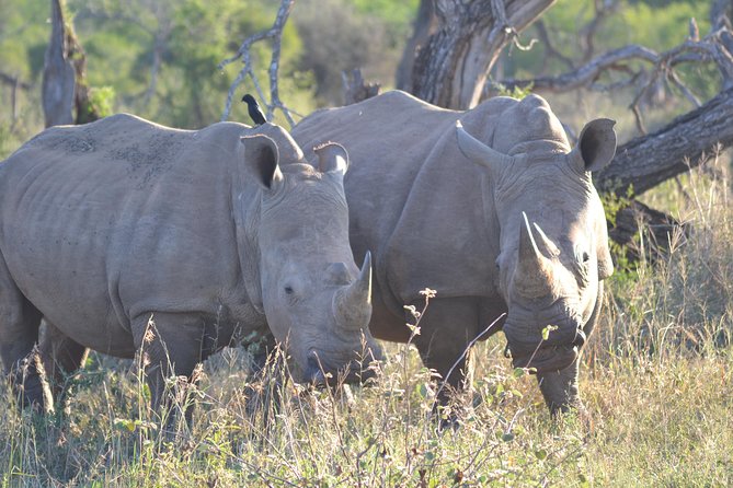 Hluhluwe Imfolozi Big 5 Safari Tour from Durban - Key points to know before booking