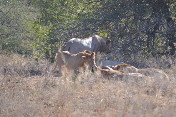Hluhluwe Imfolozi Big 5 Safari Tour from Durban - Why this Durban safari works for a one-day visit