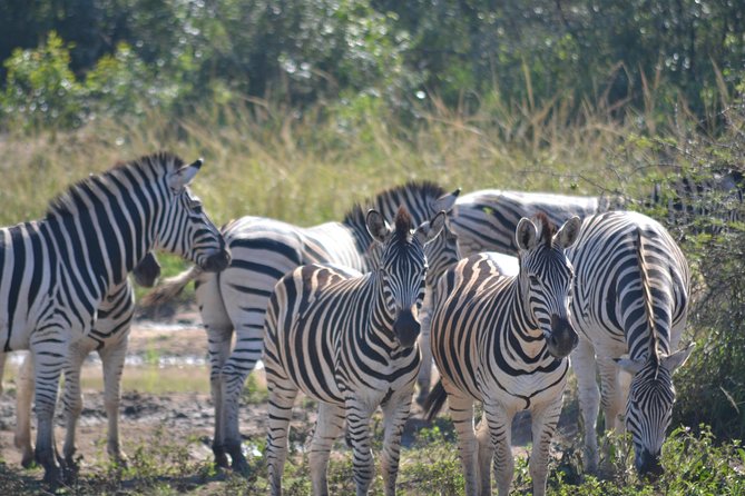 Hluhluwe Imfolozi Big 5 Safari Tour from Durban - Searching for the Big 5 all day