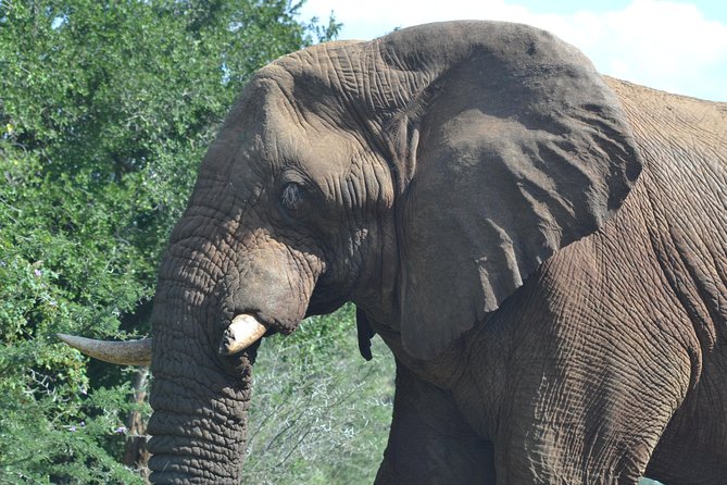 Hluhluwe Imfolozi Big 5 Safari Tour from Durban - What the private format adds