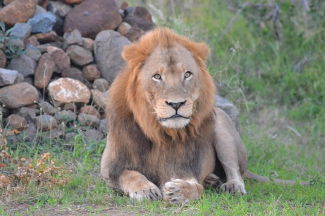 Hluhluwe Imfolozi Big 5 Safari Tour from Durban - Who should book this experience