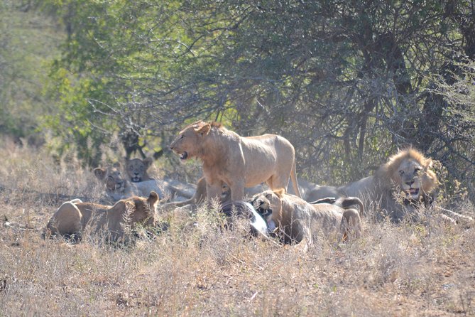 Hluhluwe Imfolozi Big 5 Safari Tour from Durban - Booking details and cancellation terms