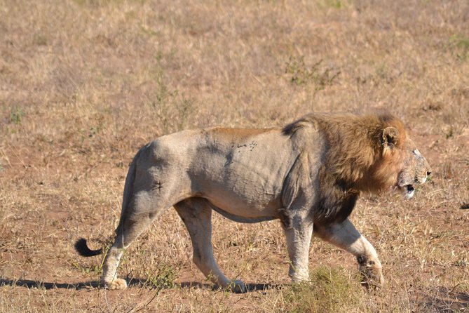 Hluhluwe Imfolozi Big 5 Safari Tour from Durban - The early departure from Durban