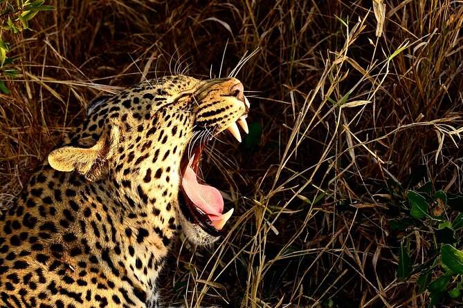 Hluhluwe Imfolozi & DumaZulu Cultural Village Tour from Durban - Key points to know before booking